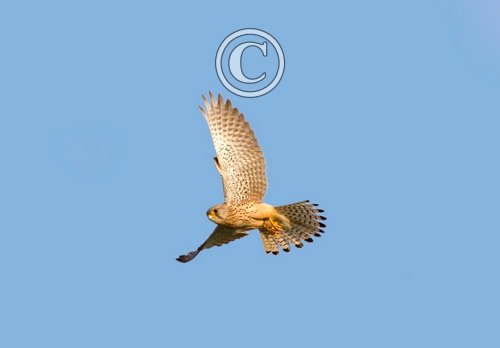 Kestrel Hawk in Flight DM0063